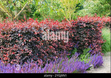 Kupferbuche (Fagus sylvatica var. Purpurea, Fagus sylvatica 'Atropunicea', Fagus sylvatica Atropunicea), Hecke Stockfoto