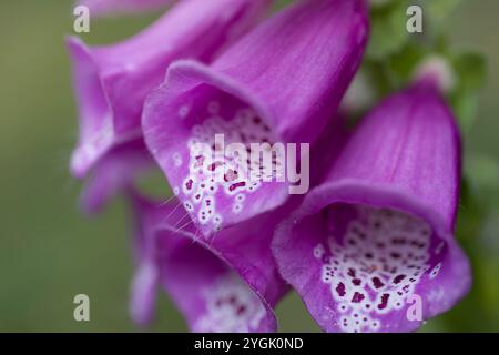 Glockenförmige Blüten des roten Fuchshandschuhs (Digitalis purpurea), Deutschland Stockfoto