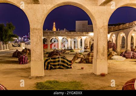 Kamelhaus, Kamelhütte, in der Altstadt neben dem Basar Souq Waqif, Kamele am Abend, Doha, Katar, Qatar, Persischer Golf, Naher Osten, Asien Stockfoto