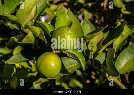 Grüne Limetten auf einem Baum auf einem Familienbetrieb in Brasilien. Nahaufnahme von grünen Zitrusfrüchten, natürlicher Hintergrund. Naturkonzept Stockfoto