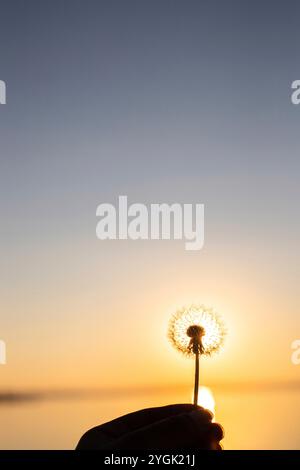 Sonnenuntergang am Ufer eines Sees im Sommer, handgehaltener Löwenzahn, wunderschöner Himmel mit einem weiten Blick auf den Horizont. Natürliche Landschaft am Balaton, Lak Stockfoto