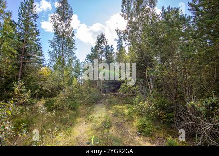 Wald in Schweden mit verlassenen Häusern einer Mine. Birken- und Kiefernwald in der Sonne im Sommer. Landschaftsaufnahmen in der Natur in der Nähe von Amal Schweden Stockfoto