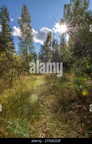 Wald in Schweden mit verlassenen Häusern einer Mine. Birken- und Kiefernwald in der Sonne im Sommer. Landschaftsaufnahmen in der Natur in der Nähe von Amal Schweden Stockfoto