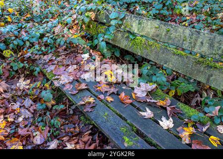 Herbstlich gefärbte Blätter und Moos auf einer alten Parkbank aus Holz an einem Wanderweg im Wald, Herbstwald Bielefeld-Sennestadt Nordrhein-Westfalen Deutschland *** Herbstfarbene Blätter und Moos auf einer alten Holzparkbank auf einem Wanderweg im Wald, Herbstwald Bielefeld Sennestadt Nordrhein-Westfalen Deutschland Stockfoto