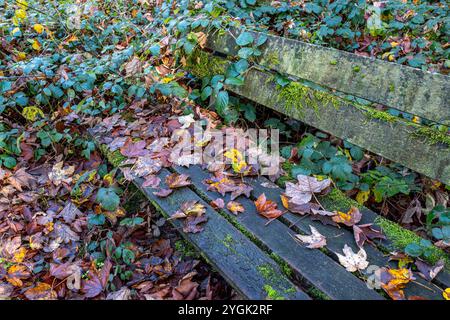 Herbstlich gefärbte Blätter und Moos auf einer alten Parkbank aus Holz an einem Wanderweg im Wald, Herbstwald Bielefeld-Sennestadt Nordrhein-Westfalen Deutschland *** Herbstfarbene Blätter und Moos auf einer alten Holzparkbank auf einem Wanderweg im Wald, Herbstwald Bielefeld Sennestadt Nordrhein-Westfalen Deutschland Stockfoto