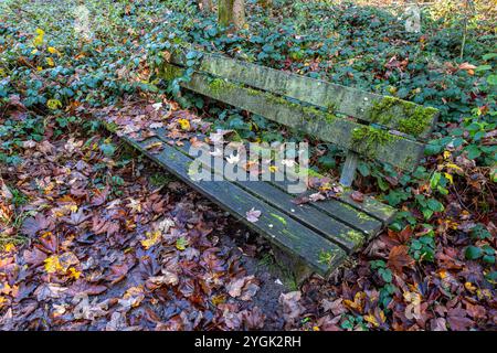 Herbstlich gefärbte Blätter und Moos auf einer alten Parkbank aus Holz an einem Wanderweg im Wald, Herbstwald Bielefeld-Sennestadt Nordrhein-Westfalen Deutschland *** Herbstfarbene Blätter und Moos auf einer alten Holzparkbank auf einem Wanderweg im Wald, Herbstwald Bielefeld Sennestadt Nordrhein-Westfalen Deutschland Stockfoto