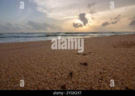 Tropische Blüte, gefangen in Sanur auf Bali Stockfoto