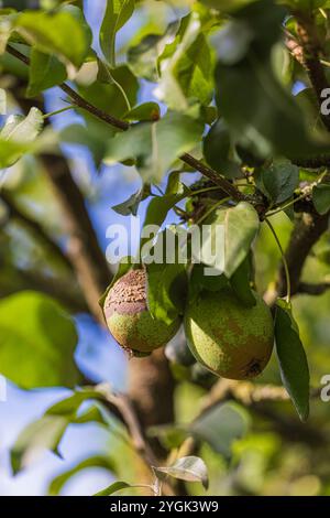 Kranker Birnenbaum im Garten, Nahaufnahme einer faulen gelben Birne Stockfoto