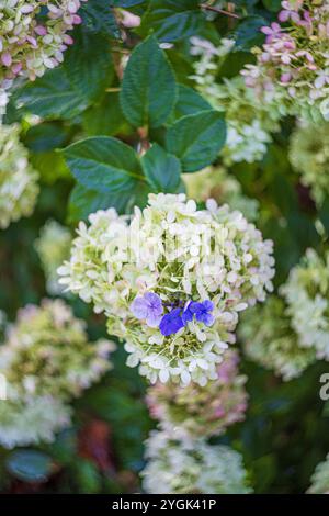 Panicle Hortensien, Hortensien, Kultivierung, unvorhergesehene Überraschung, Naturwunder Stockfoto