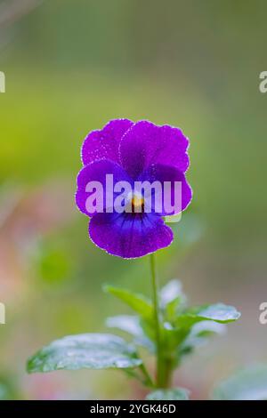 Wildes Stiefmütterchen, Blume, Nahaufnahme Stockfoto