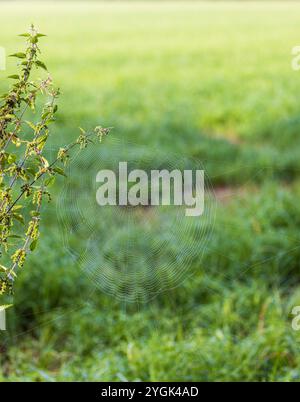 Filigrane Spinnennetze an Pflanzen Stockfoto