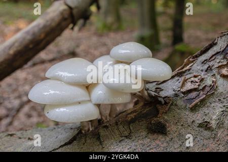 Porzellanpilz (Oudemansiella mucida) auf totem Holz, Emsland, Niedersachsen Stockfoto