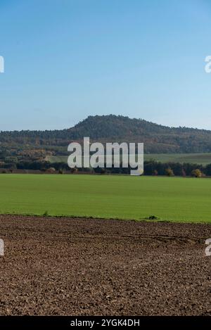 Landschaft am Fuße des Harzes, Erntefeld, bewaldeter Hügel mit Herbstlaub dahinter, Halberstadt, Sachsen-Anhalt, Deutschland Stockfoto