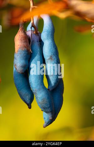Früchte der Blauwurst (Decaisnea fargesii), des Blaubohnenstrauchs oder der Finger von toten Männern Stockfoto