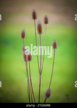 Herbst entlang der alten Glatten, wilden Teasel Stockfoto