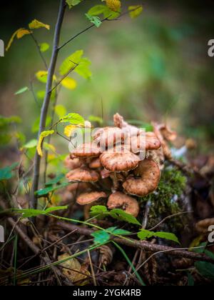 Herbst entlang der alten Glatt, Pilze im Wald Stockfoto