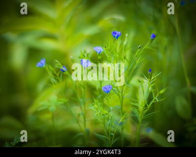 Herbst entlang der alten Glatt-Gänge, Wildblumen, blaue Blüten Stockfoto