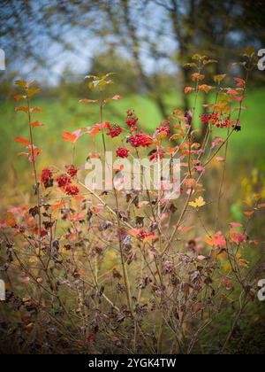 Herbst entlang der alten Glattläufe, Sträucher mit roten Beeren Stockfoto