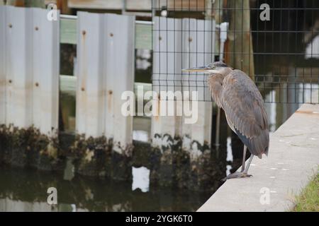 Isolierter blaugrauer Reiher, der auf zwei Beinen am Rand einer Metallbetonmauer thront. Blick ins Wasser in der Nähe des Yachthafens. Profilansicht auf einem Clou Stockfoto