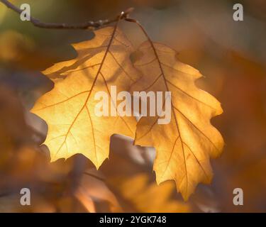 Herbstlaub Aus Eiche Beleuchtet Stockfoto