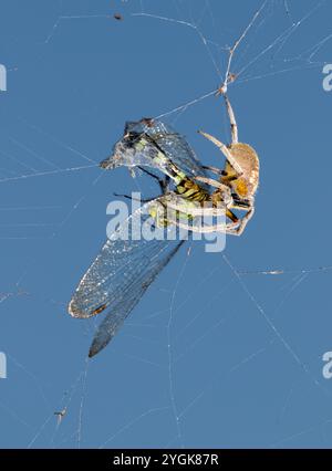 Tropische Orbweaver Spinnen (Eriophora ravilla), die eine gefangene östliche Pondhawk-Libelle (Erythemis simplicicollis) durch das Netz hüllt, Brazos Bend, Texas, USA Stockfoto