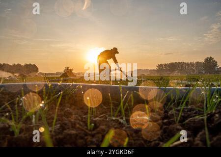 Peking, Chinas Provinz Henan. November 2024. Ein Landwirt bewässert Weizenfelder in Huiting Town im County Xiayi, Zentralchinas Provinz Henan, 7. November 2024. Quelle: Wang Gaochao/Xinhua/Alamy Live News Stockfoto