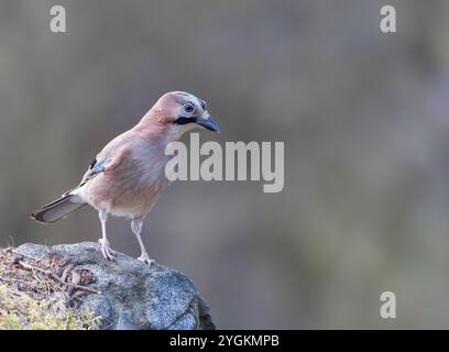 Eurasian Jay auf Felsen Stockfoto