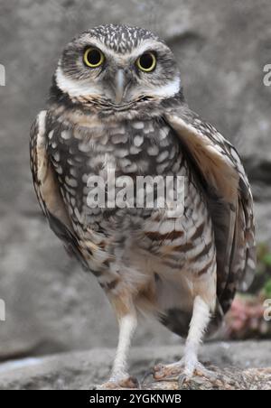 Der Grabkauz (Athene cunicularia) ist eine kleine, langbeinige Eule, die in Nord- und Südamerika vorkommt Stockfoto