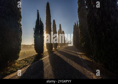 Ein Blick auf die Reihen von Zypressen in der ländlichen Toskana, Italien. Stockfoto