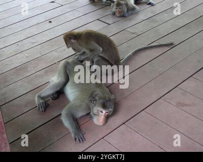 Gruppe von goldenen haarigen Affen, die auf der Suche nach Zecken und Parasiten sitzen, die entfernt werden können, Langschwanz- oder Krabbenfressende Makaken, die auf dem Gehweg in Thailand ruhen Stockfoto