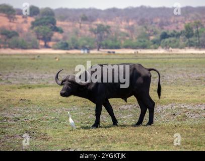 Afrikanischer Büffel, Syncerus Caffer und cape Büffelweber im Chobe Nationalpark in Afrika. Stockfoto