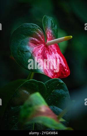 Rote und grüne Anthuriumblüten oder Flamingoblüten im tropischen botanischen Garten. Symbol der Liebe und Leidenschaft Stockfoto