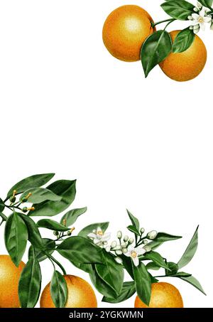 Rahmen aus Orangen, Blättern und Orangenblüten. Anmutige Zweige mit Blättern und kleinen weißen Blüten. Zitrusfrüchte. Aquarellabbildung. Nein Stockfoto