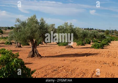 Madrider Olivenhain Quelle von nativem Olivenöl extra Stockfoto