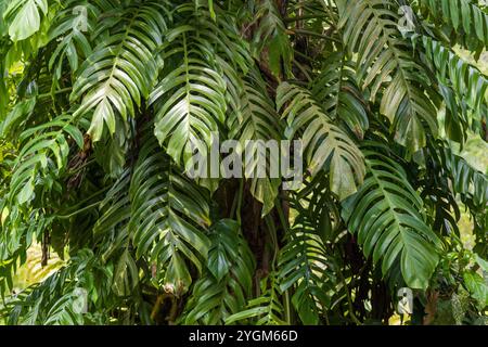 Monstera deliciosa, Schweizer Käsepflanze oder Spaltblatt-Philodendron, wächst auf einem Baum, Bali, Indonesien, Südostasien, Asien Stockfoto