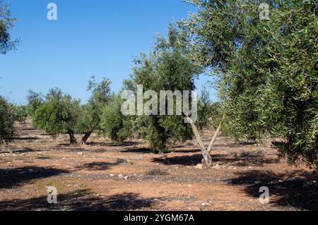 Madrider Olivenhain Quelle von nativem Olivenöl extra Stockfoto