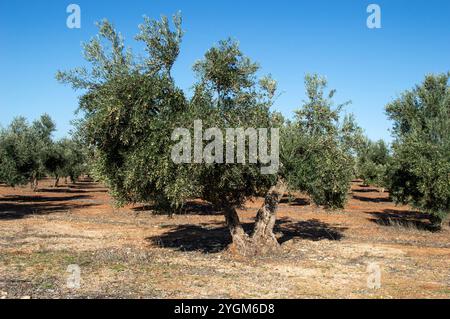 Madrider Olivenhain Quelle von nativem Olivenöl extra Stockfoto