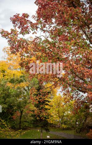 Der Herbst in Dresden zeigt leuchtend gelbe Blätter, die die historischen Parks und Straßen der Stadt schmücken und so eine malerische und farbenfrohe Saison erzeugen Stockfoto