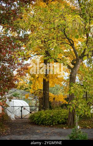 Der Herbst in Dresden zeigt leuchtend gelbe Blätter, die die historischen Parks und Straßen der Stadt schmücken und so eine malerische und farbenfrohe Saison erzeugen Stockfoto