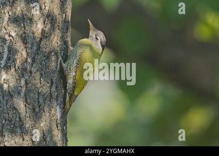 Spechte (Picus xanthopygaeus) weiblich oder juvenil an einem Baumstamm, Uttarakhand, Indien. Stockfoto