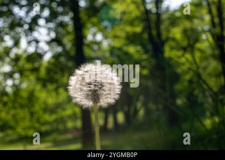Eine weiße Löwenzahnblüte in voller Blüte, die ihren zarten, flauschigen Samenkopf vor einem sanften grünen Hintergrund zeigt und die Schönheit der Natur symbolisiert. Stockfoto
