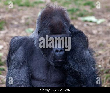 Memphis, Tennessee, USA – 15. Februar 2023. Gorilla im Zoo von Memphis sitzt nachdenklich mit der Hand im Gesicht Stockfoto