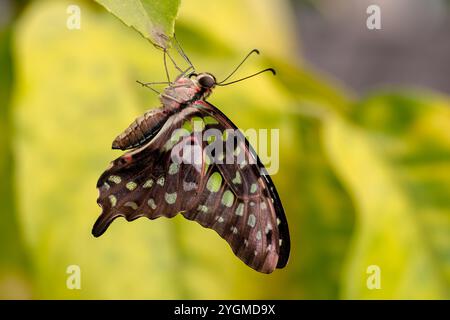 Tailed Jay - Graphium agamemnon, schön gefärbter Schmetterling aus asiatischen Wiesen und Wäldern, Malaysia. Stockfoto