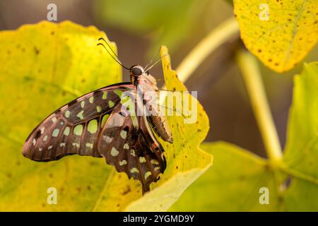 Tailed Jay - Graphium agamemnon, schön gefärbter Schmetterling aus asiatischen Wiesen und Wäldern, Malaysia. Stockfoto