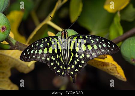 Tailed Jay - Graphium agamemnon, schön gefärbter Schmetterling aus asiatischen Wiesen und Wäldern, Malaysia. Stockfoto