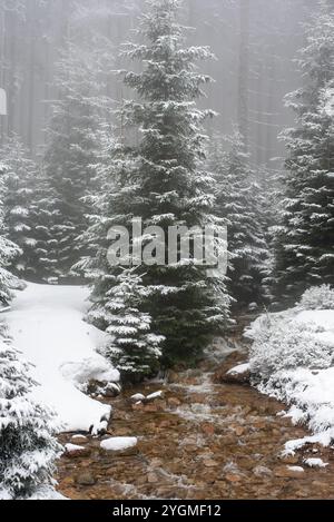 Schneebedeckte Tannen entlang eines Wanderweges im Nationalpark Karkonosze, Polen, bilden ein winterliches Wunderland, das sich perfekt für Naturliebhaber eignet. Stockfoto