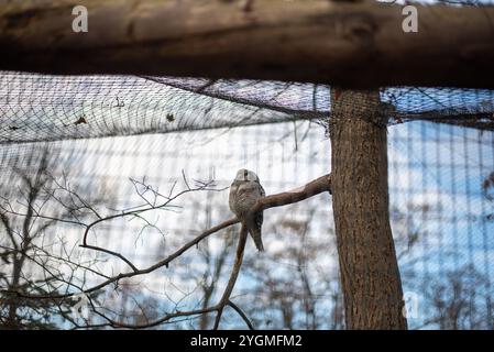 Der Nördliche Falke-Eulen, ein markanter Raptor mit markanten Markierungen, thront anmutig im Zoo von Wrocław und zeigt seine ausgeprägten Jagdfähigkeiten und seine schöne Schönheit Stockfoto