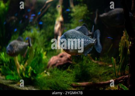 Pygocentrus piraya, allgemein bekannt als Rotbauchpiranha, zeigt seine markanten Farben und scharfen Zähne beim Schwimmen in den Gewässern von Wrocław Zo Stockfoto