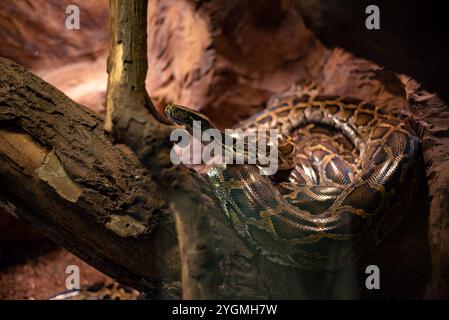 Die indische Python, eine große und markante Schlange, die für ihre schönen Muster bekannt ist, ruht anmutig in ihrem Lebensraum im Zoo von Wrocław und fesselt Besucher mit Stockfoto
