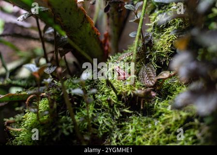 Der Phantasmal Giftpfeilfrosch (Epipedobates Tricolor) zeigt seine lebhaften Farben und komplizierten Muster im Zoo von Wrocław und fasziniert seine Besucher mit Stockfoto